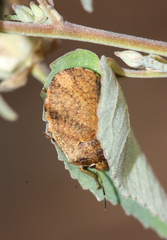 Sphyrocoris obliquus