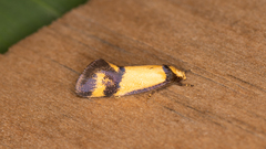 Olbonoma triptycha