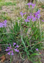 Tulbaghia violacea