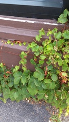 Parthenocissus tricuspidata