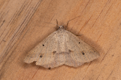Isturgia penthearia