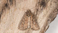 Hypoperigea tonsa