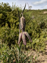 Fritillaria affinis