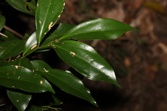 Cryptocarya laevigata