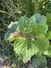Coleus