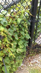 Parthenocissus tricuspidata