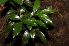 Cryptocarya laevigata