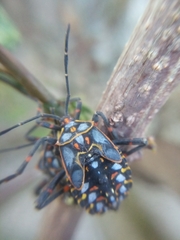 Pachylis argentinus