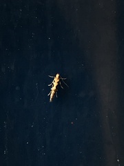 Aristotelia roseosuffusella