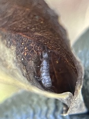 Tomocerinae