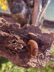 Ambigolimax valentianus