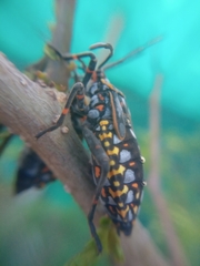 Pachylis argentinus