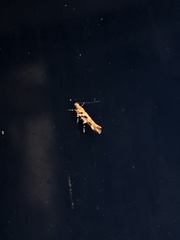 Aristotelia roseosuffusella