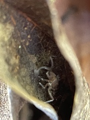 Tomocerinae