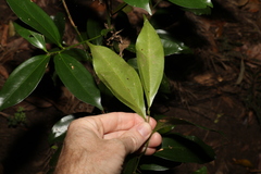Cryptocarya laevigata