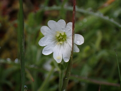 Cerastium arvense