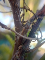 Naupactus xanthographus