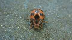 Subcoccinella vigintiquatuorpunctata