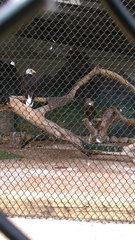 Haliaeetus leucocephalus