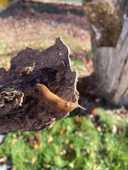 Ambigolimax valentianus