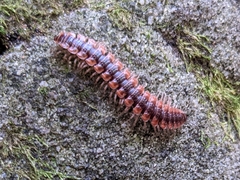 Pseudopolydesmus