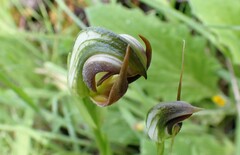 Pterostylis cucullata