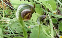 Pterostylis cucullata