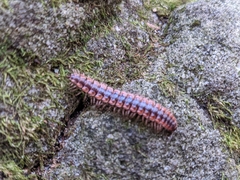 Pseudopolydesmus