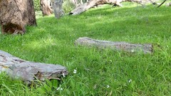 Pterostylis cucullata