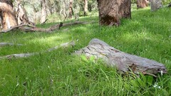 Pterostylis cucullata