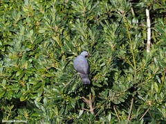 Columba bollii