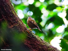 Regulus regulus teneriffae