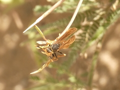 Polistes buyssoni