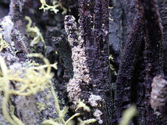 Hypocenomyce scalaris