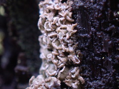 Hypocenomyce scalaris