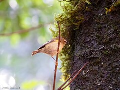 Regulus regulus teneriffae