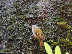 Regulus regulus teneriffae