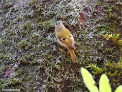 Regulus regulus teneriffae