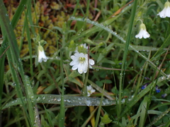 Cerastium arvense