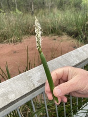 Eleocharis sphacelata