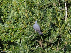 Columba bollii