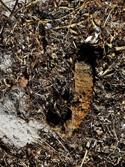 Callyspongia aculeata