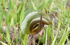 Pterostylis cucullata