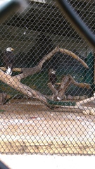 Haliaeetus leucocephalus