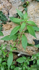 Parietaria