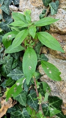 Parietaria
