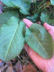 Rumex obtusifolius