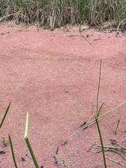 Azolla rubra