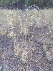 Bouteloua gracilis