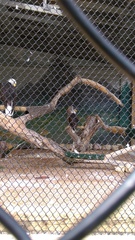 Haliaeetus leucocephalus